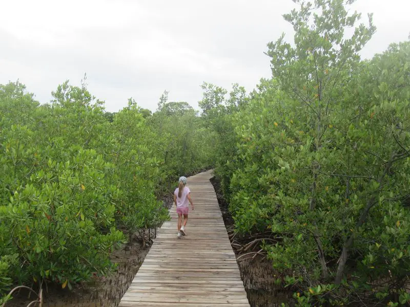 Petit sentier mangrove de la presqu'île de la Caravelle 