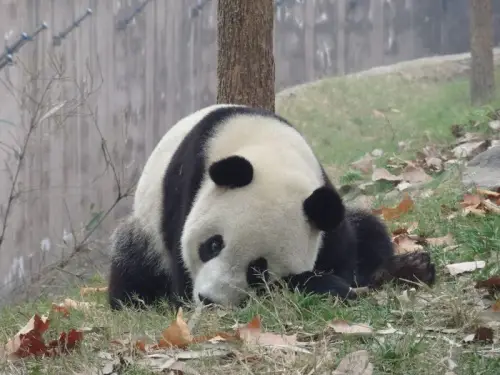 Les pandas de Chengdu