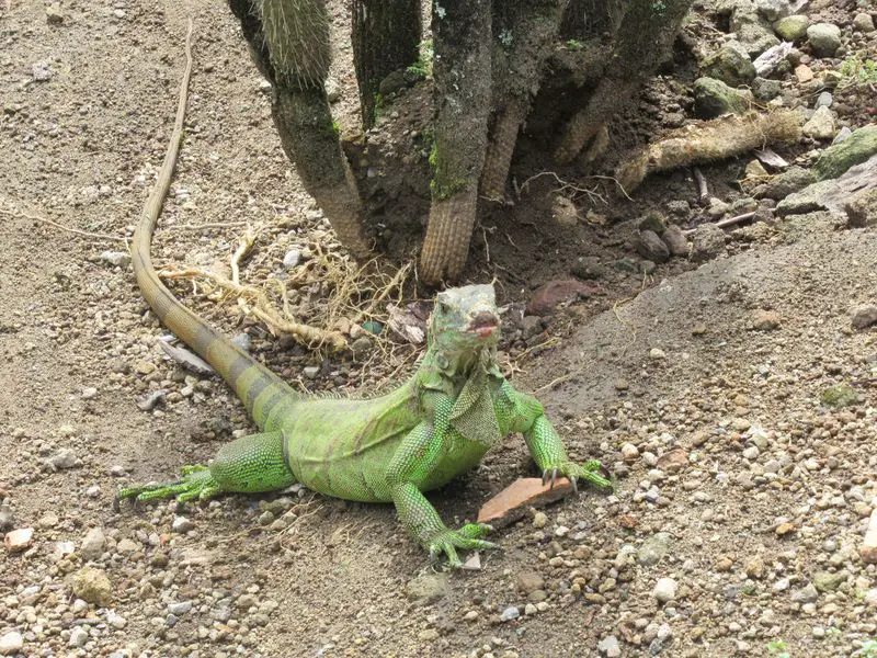 Jardin de Balata et Zoo de Martinique