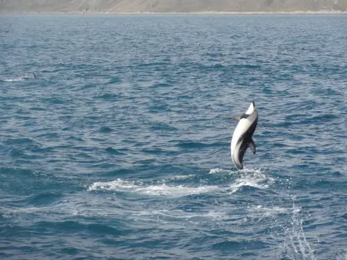 dauphins : île du Sud, Nouvelle-Zélande