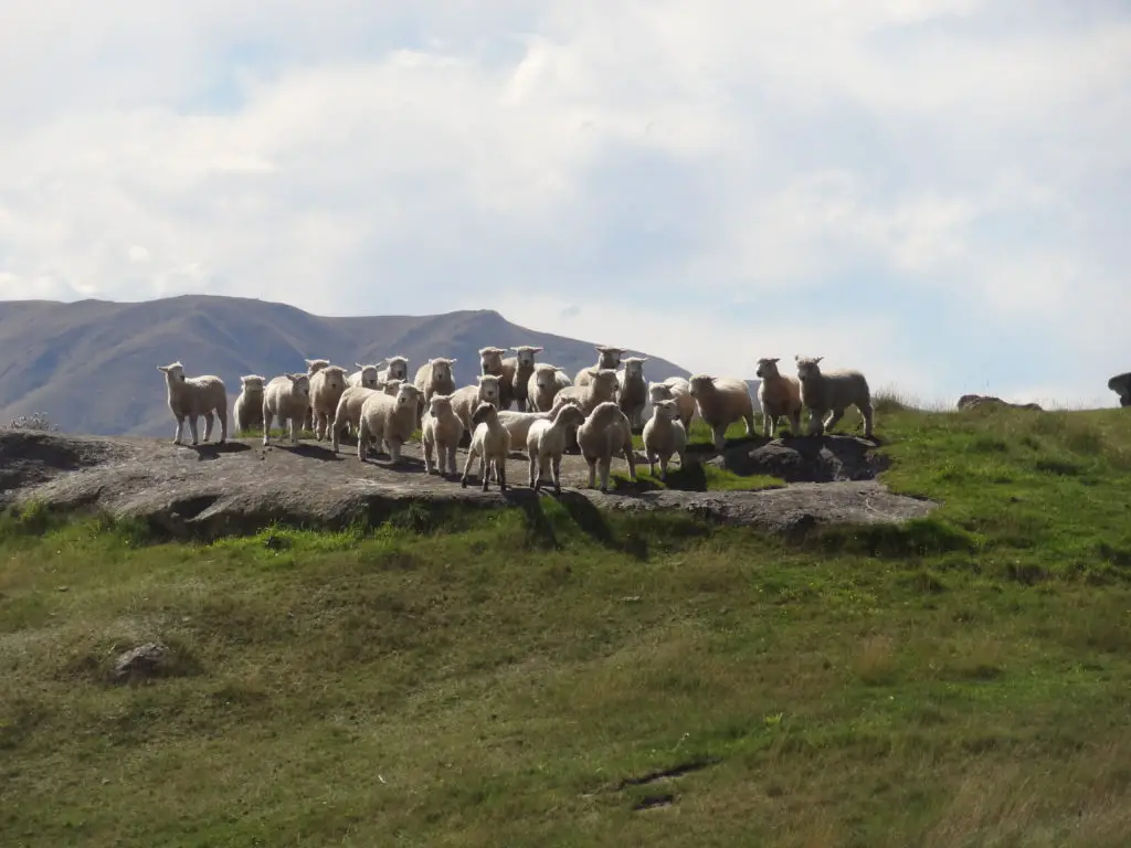 moutons en Nouvelle-Zélande