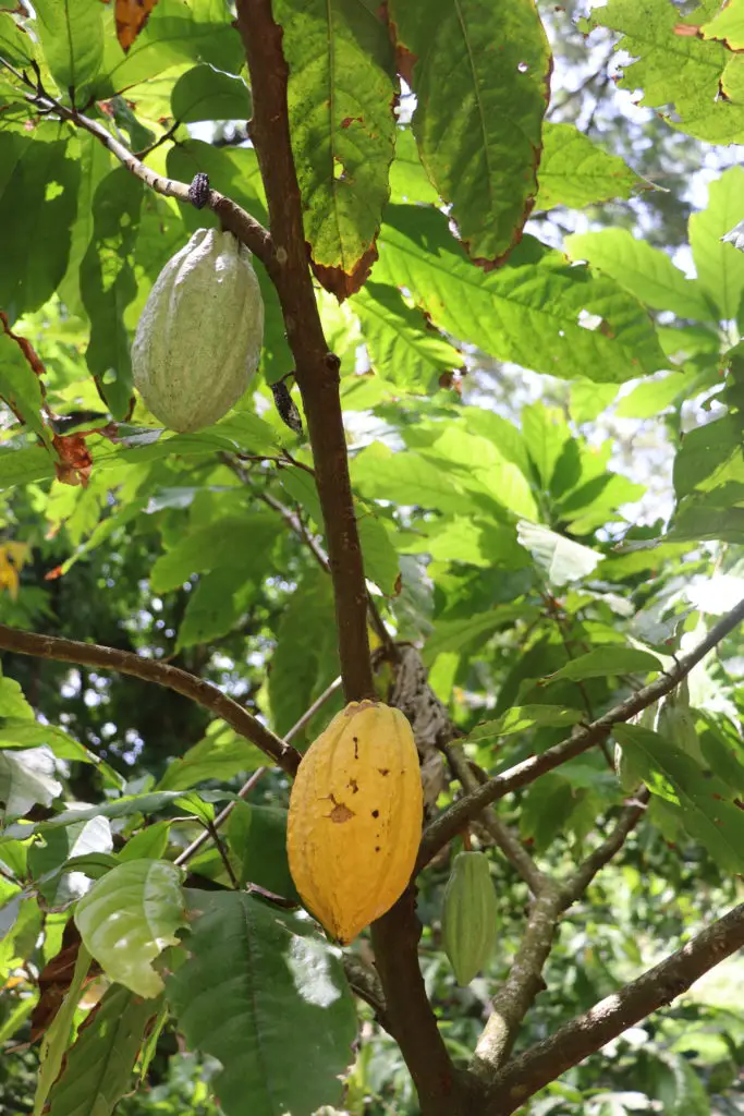 cabosses de cacao - Habitation Céron